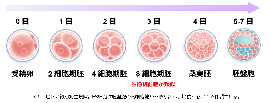 ES細胞よりもヒトの受精卵に近い段階の初期胚様細胞を効率よく作製―ヒトの初期発生のメカニズムのさらなる理解へ前進― | CHIBADAI NEXT