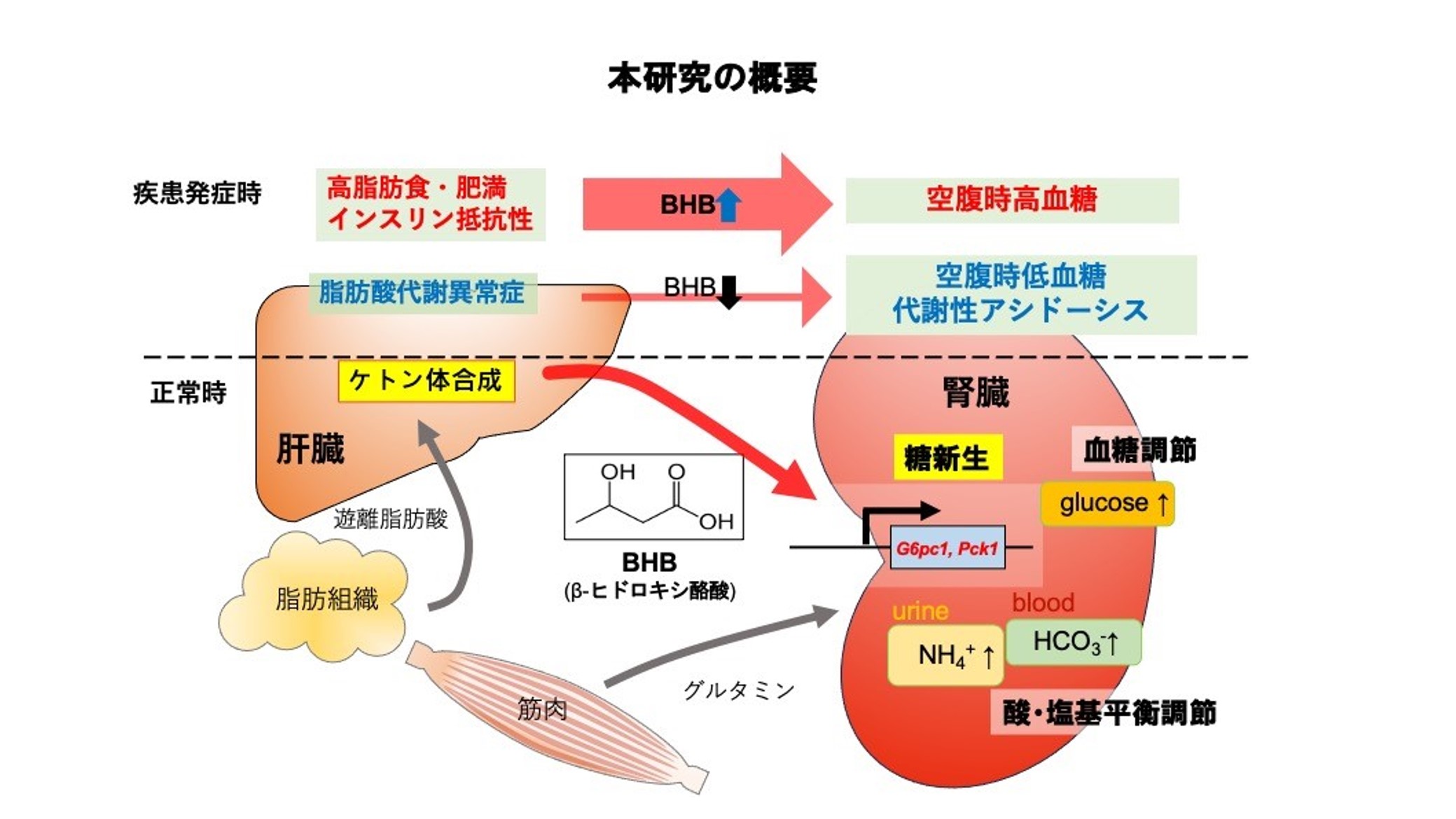 腎臓の糖新生を制御する臓器間ネットワークを世界に先駆けて解明！―ケトン体が腎臓による血糖、酸・塩基バランスのコントロールに一役― | CHIBADAI  NEXT